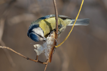 The blue tit eats fat