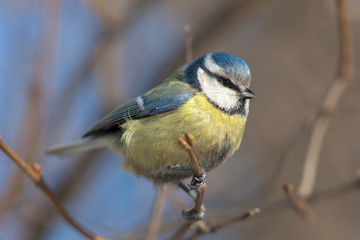 bluetit close up