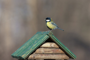 feeding trough for birds