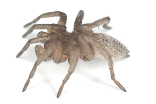 Ground spider isolated on white background, extreme close-up