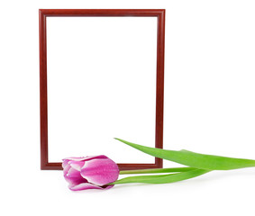 frame with tulip isolated on white