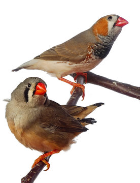 Two Zebra Finch Birds On A Branch