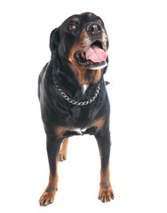 Rottweiler debout