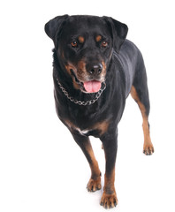 Obraz premium chien Rottweiler debout