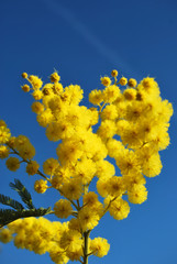 Mimosa flower 639