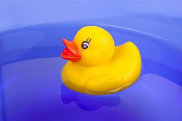 Rubber duck