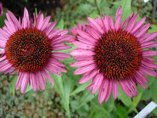 Echinacea