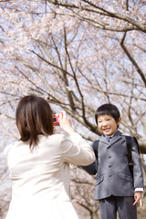 Fototapeta premium 桜の下で息子の写真を撮る母親
