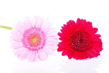 Two Gerber flowers