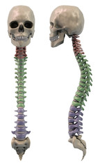 Sections of the Spine, front and side view
