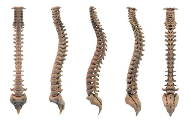 spine 5 views