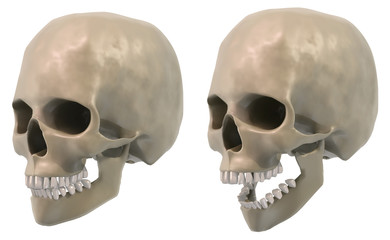 skull three quarter views