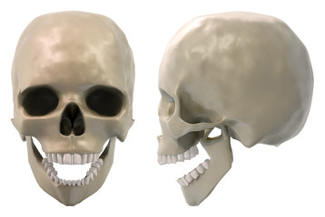 skull front and side jaw open
