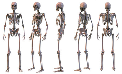 Skeleton five views