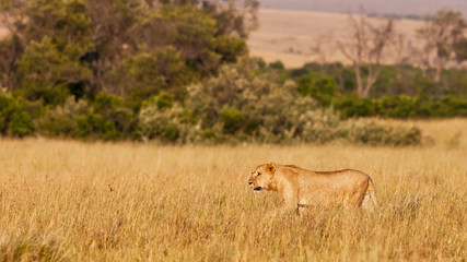 Obraz na płótnie Canvas African Lioness w Masai Mara National Park, Kenia