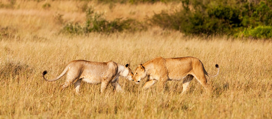 Obraz na płótnie Canvas Afrykańskie Lionesses w Masai Mara National Park, Kenia