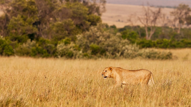 African Lioness in the Maasai Mara National Park, Kenya
