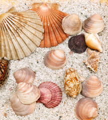 Sea shell