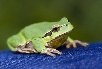 Green frog on blue jeans