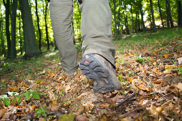 Walking in the forest