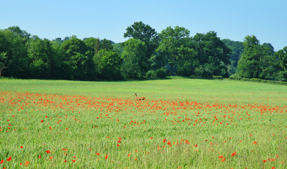 Field of red poppies with a running  Deer