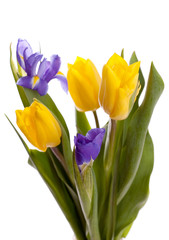 Bunch of beautiful yellow tulips and irises on white background