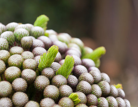 Closeup of white-flowered brunia