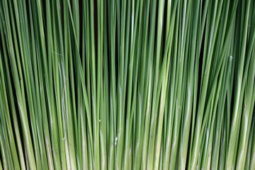 Fototapeta premium Green leaf background abstract