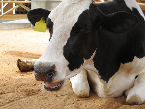 Holstein cow