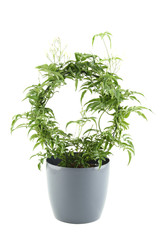 Jasmine - potted plant