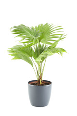 Potted Plant