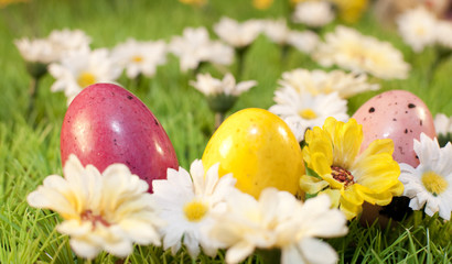oeufs colorés de pacques de printemps