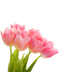 Pink tulips isolated on white