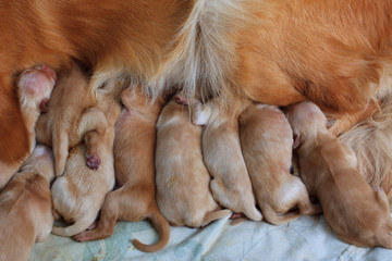 group of first day golden retriever puppies natural shot