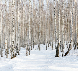 Fototapeta premium Ski run in a winter birch forest