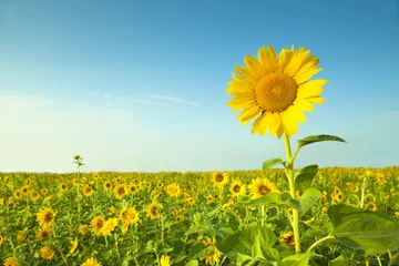Fototapete Sonnenblume Sonnenblumenfeld