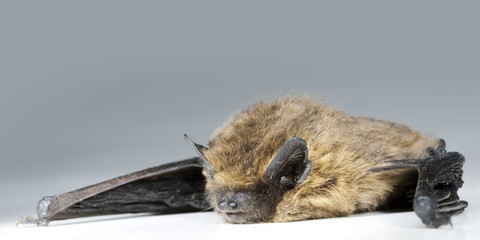 Chiroptera bat lies on white background