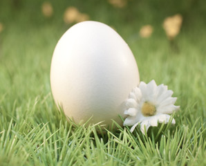 oeufs blanc sur une pelouse verte