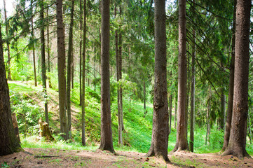 Spruce forest in the summer