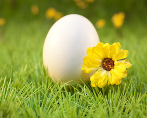 oeuf blanc et fleur jaune sur de l'herbe