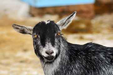 Funny looking goat