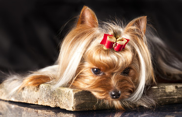 yorkshire terrier on the black background