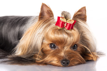 yorkshire terrier