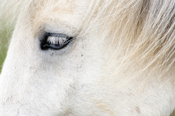 Island Pferd