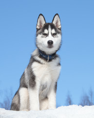 Siberian Husky Puppy