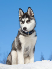 Siberian Husky Puppy