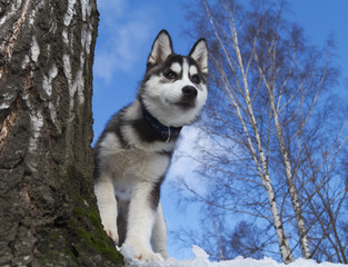 Siberian Husky Puppy