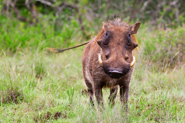 Fototapeta na wymiar Male warthog in Kruger National Park, South Africa