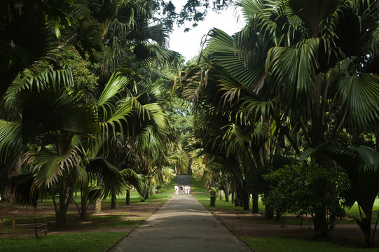 Peradeniya Botanic Gardens 01