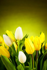 Yellow and white  tulip flowers with green  copy space